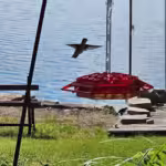 💥Last Day Sale 50% OFF🎁 Hanging Outdoor Hummingbird Feeder🐦 photo review
