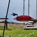 💥Last Day Sale 50% OFF🎁 Hanging Outdoor Hummingbird Feeder🐦 photo review